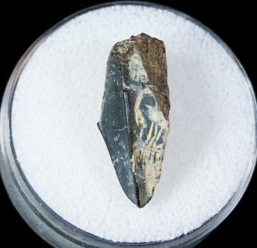 Edmontosaurus (Duck-Billed Dinosaur) Tooth #13317